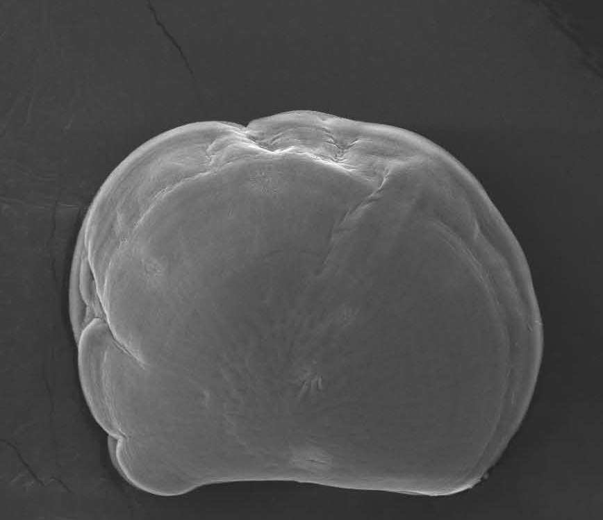 Two-day-old Pacific oyster larvae showed abnormal growth with changes in saturation state.